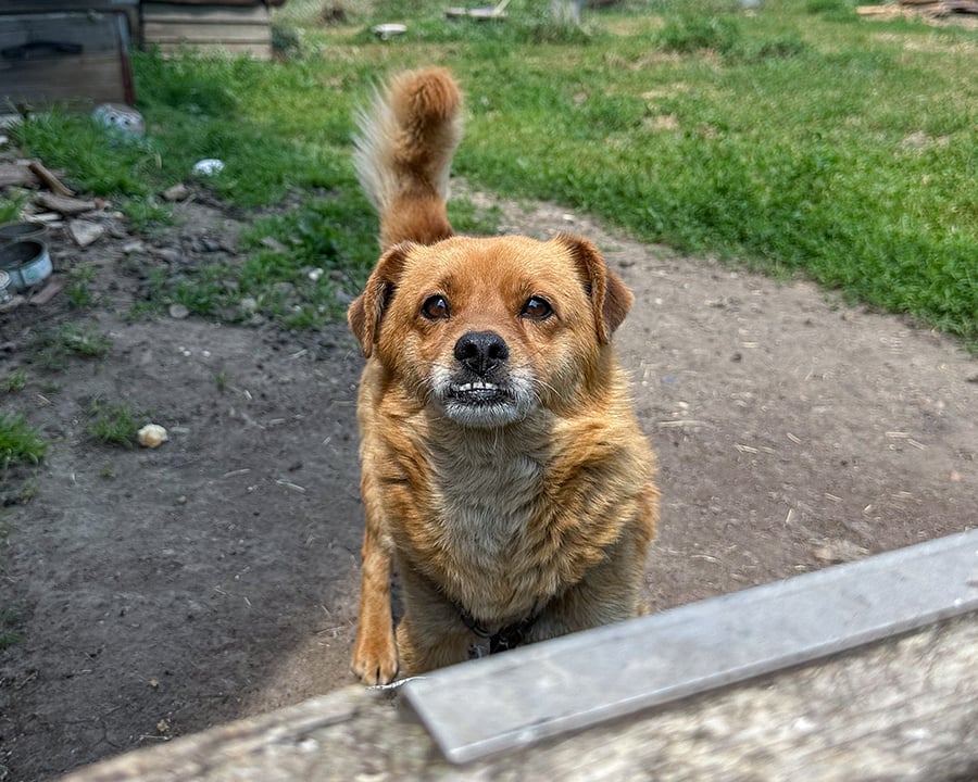 20250603_CDR_Ukraine_ARK_001_AnimalRescueKharkiv