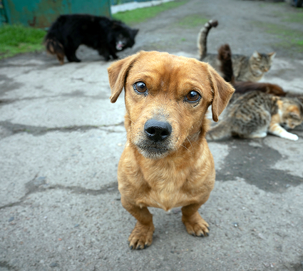 fundraising-image-04