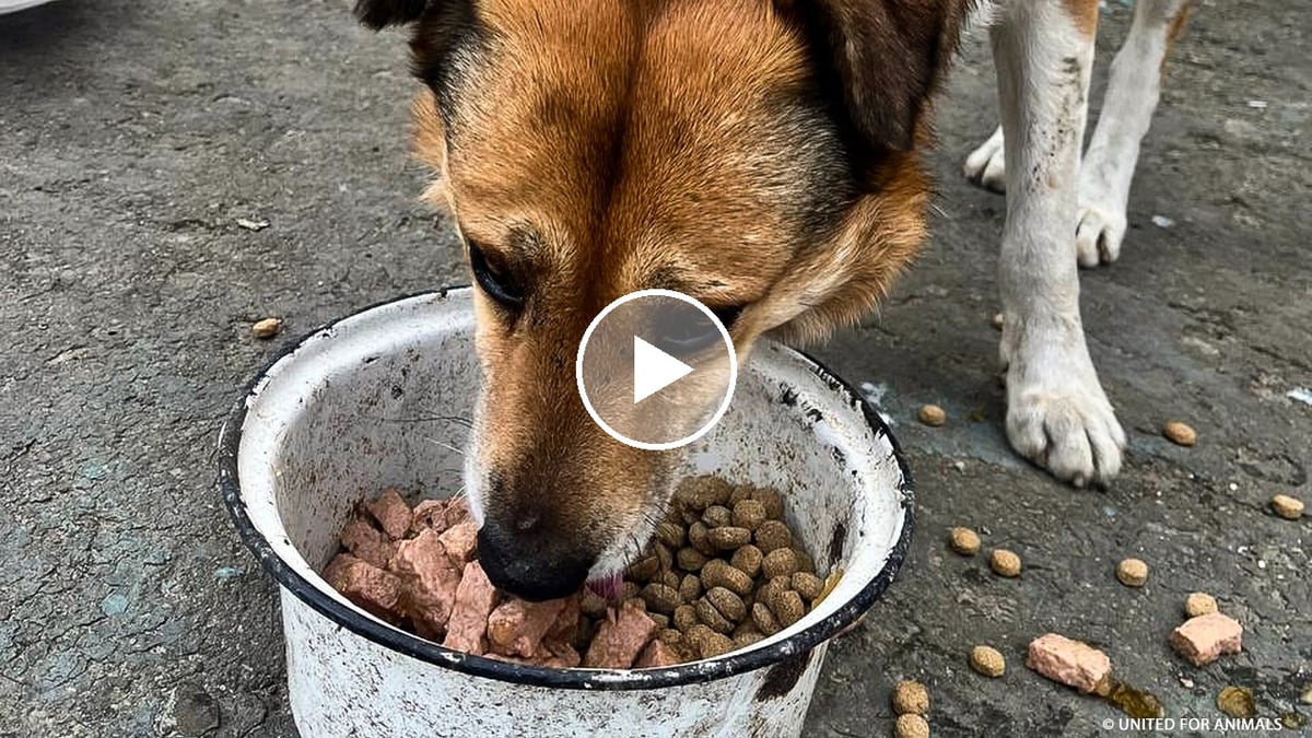 Ukraine Pets Still Need Your Help