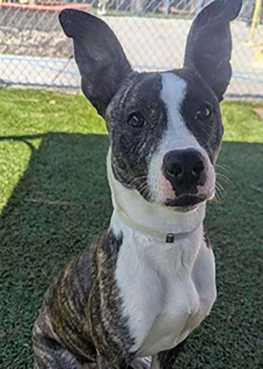 VS-Photograph_20250625_GFL-FTF_CA-WA-OR_FeaturedPet_Fendi_001_©GGC