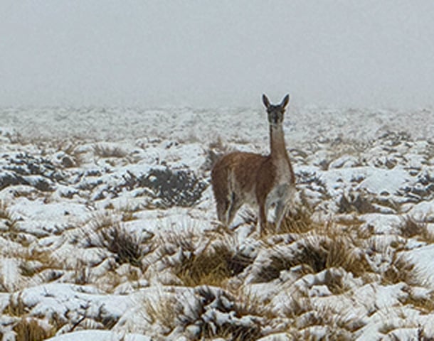 Argentina_CaseStudy Argentina_CaseStudy