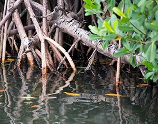 Mangroves Mangroves