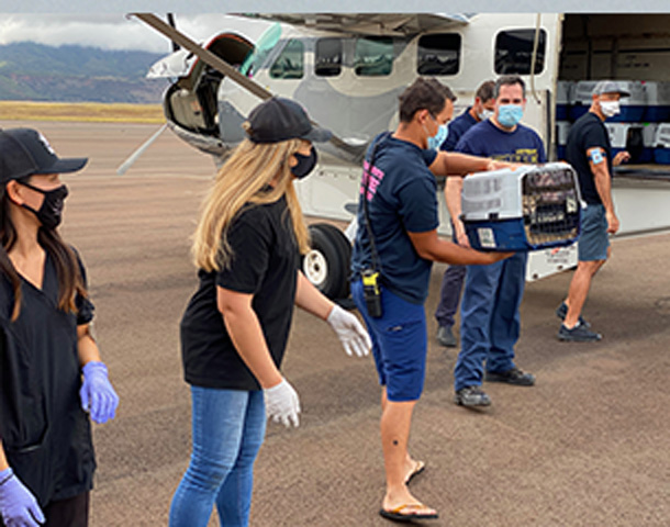 PawsAcrossPacific PawsAcrossPacific